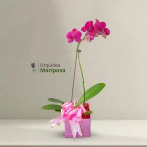 Orquídea mariposa fucsia en maceta decorativa con cinta rosa, un regalo elegante y duradero de Florería Amalia.