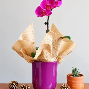 Orquídea Sublime: Orquídea de flores fucsias con su maceta morada y envoltura decorativa.